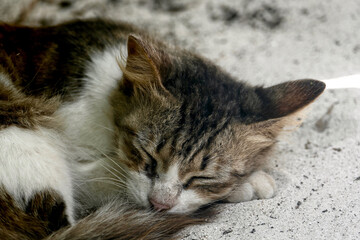 Portrait of an adorable tabby kitten in Zanzibar
