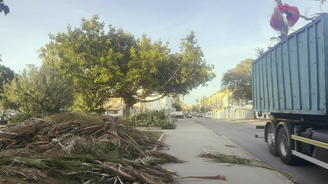 The grafting effectively clears the streets of cut palm branches. In the video, a close-up of the machine's gripper firmly grips the trimmed leaves. The concept of urban cleanliness is necessary for