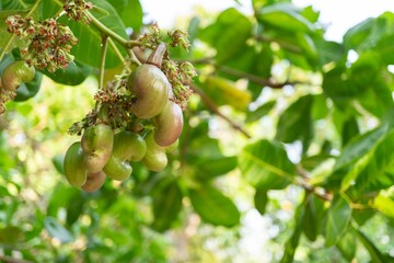Cashew nuts growing on tree, isolated on blurred background