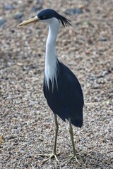 Port Douglas, Queensland, Australia