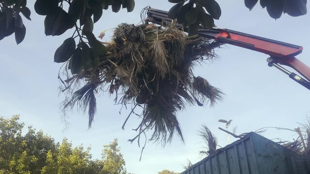 A grapple removes cut palm leaves and loads them into a truck cargo container, slow motion. Street cleaning concept, the effectiveness of mechanized tools in maintaining the city.