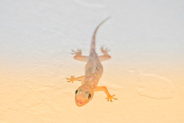 Portrait of a Common House Gecko