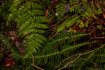 fern leaves with water droplets in the forest