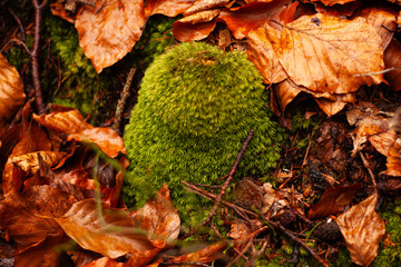thick moss on a round stone in the forest