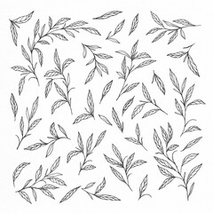 Hand Drawn Leaves Branches Collections