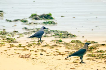 Fototapeten crows on beach in Zanzibar © Schneestarre