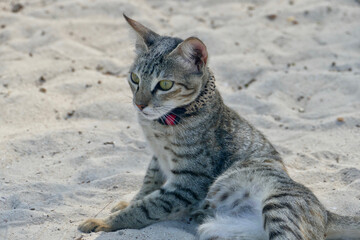 Portrait of an adorable tabby kitten in Zanzibar