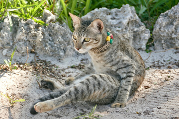 Portrait of an adorable tabby kitten in Zanzibar