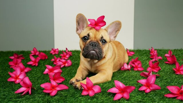 Charming French Bulldog puppy demonstrates obedience by delicately balancing flower on her head. With dewy eyes and attentive focus, adorable young dog executes trick flawlessly, showcasing its talent