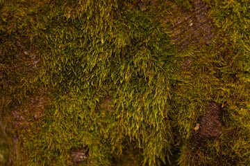 thick green moss close-up, background