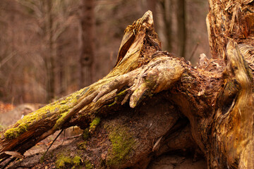 broken tree in fracture section with green moss