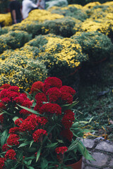  Unrecognizable male gardener in apron caring for yellow marigold flowers while working in greenhouse,Tagetes erecta ,Closeup of orange marigolds with green leaves in garden,