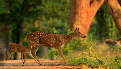 Chital or cheetal, Axis axis, spotted deers or axis deer in nature habitat. Bellow majestic...