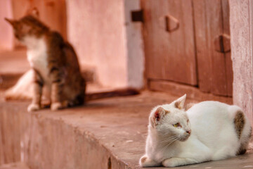 Portrait of an adorable ginger cat in Stone Town, Zanzibar