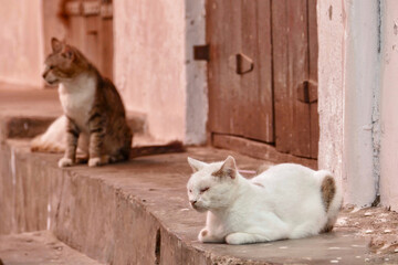 Portrait of an adorable ginger cat in Stone Town, Zanzibar