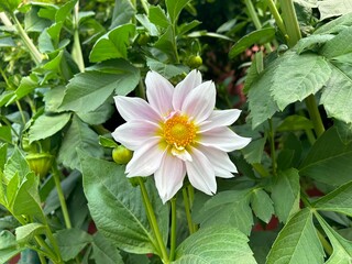 view of rashtrapati bhavan amrit udyan