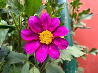 view of rashtrapati bhavan amrit udyan