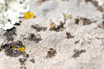 Dried Moss on a Rock Close-up