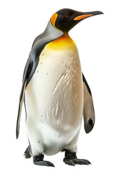 penguin on transparent background, penguin standing