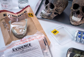 Lower jaw inside the evidence bag of a murder victim in a crime lab investigation, concept image.