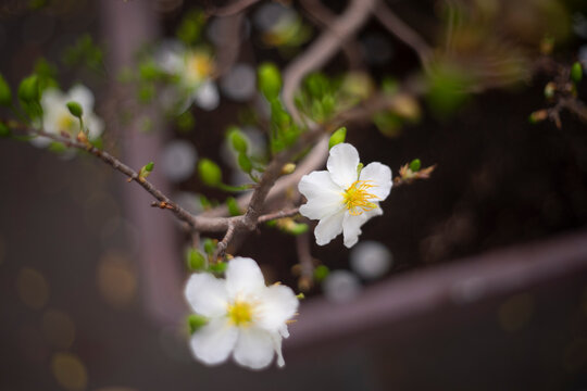 Ochna integerrima (Hoa Mai) tree with lucky money.bright yellow ochna integerrima flower,yellow hoa mai or ochna integerrima get bloom in the morning