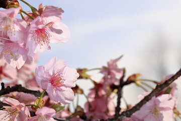 春の日差しを受けて綺麗に咲いた河津桜