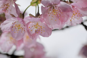 春の日差しを受けて綺麗に咲いた河津桜