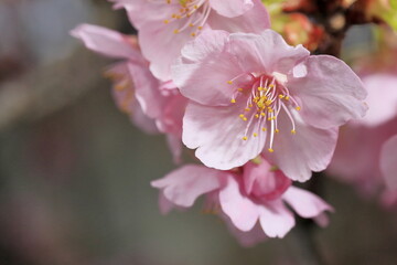 春の日差しを受けて綺麗に咲いた河津桜