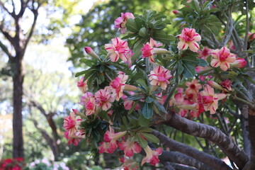 Desert rose (Adenium) are in Ho Chi Minh city, Vietnam.