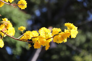 Apricot Blossom are in Ho Chi Minh city, Vietnam