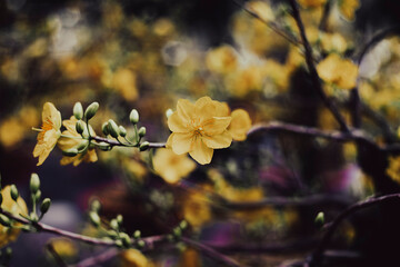 Ochna integerrima (Hoa Mai) tree with lucky money. Ochna integerrima, popularly called yellow mai flower.