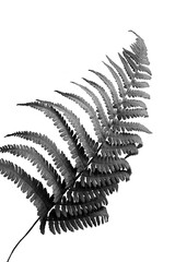 fern leaf isolated on black