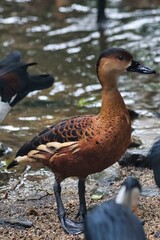 Port Douglas, Queensland, Australia