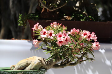 Desert rose (Adenium) are in Ho Chi Minh city, Vietnam