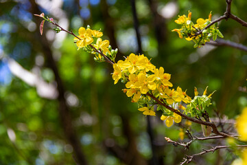 Apricot Blossom are in Ho Chi Minh city, Vietnam