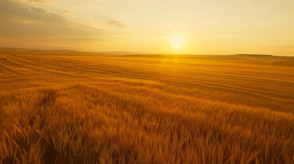 Aerial view of golden wheat fields at sunset. - obrazy, fototapety, plakaty