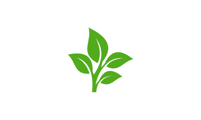 Fototapeta na wymiar green plant isolated on white