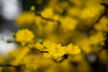  Traditional culture on Tet Holiday in Vietnam. Tet in photo mean Happy New Year and Peace.Single Ochna integerrima blossom,Yellow Ochna,