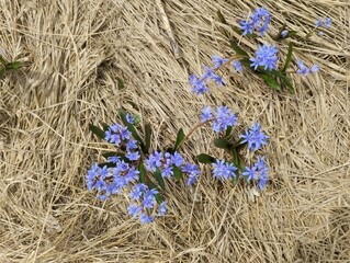 flowers