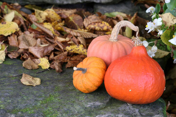 Obraz premium Colorful pumpkins on the stone stairs in the garden.