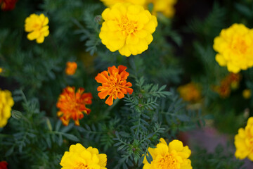  Unrecognizable male gardener in apron caring for yellow marigold flowers while working in greenhouse,Tagetes erecta ,Closeup of orange marigolds with green leaves in garden,