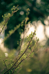Ochna integerrima, popularly called yellow mai flower. In Cambodia. bright yellow ochna integerrima flower.Traditional culture on Tet Holiday in Vietnam
