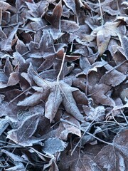 frost on leaf