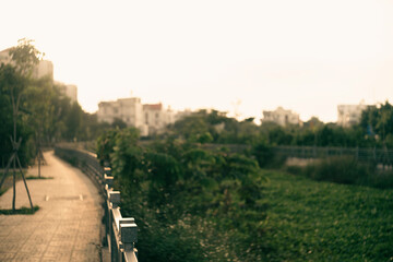 Pretty white petals of cosmos flowers blossom on green leaves and small bud in a field,Field of white petals Chamomile or Marguerite daisy flower in fallen season, green leaves on background,