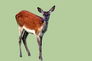 white tailed deer on a rock