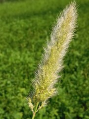 Head of the polypogon monspeliensis or head of the annual beard-grass  or annual rabbitsfoot grass