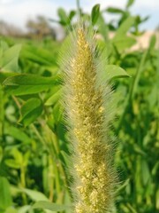 Obraz premium Head of the polypogon monspeliensis or head of the annual beard-grass or annual rabbitsfoot grass