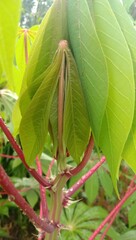 photo of lush red cassava leaves for the background