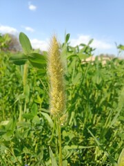 Head of the polypogon monspeliensis or head of the annual beard-grass  or annual rabbitsfoot grass