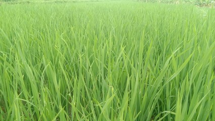 photo of green rice plants for the background